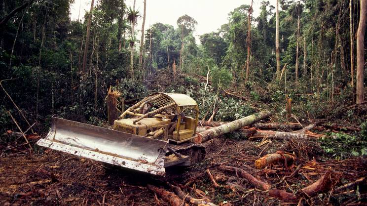 Kenya e deforestazione